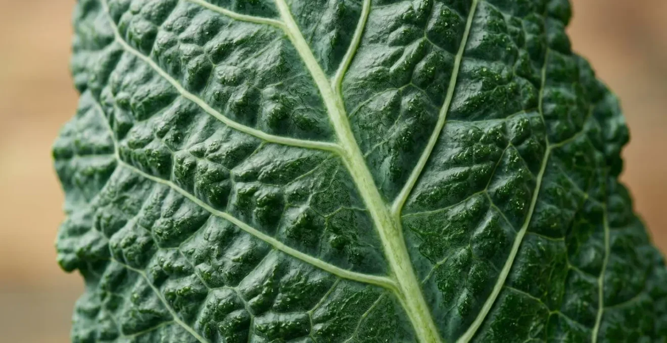 Extreme close-up of a fresh kale leaf surface showing deep green pigmentation and intricate texture