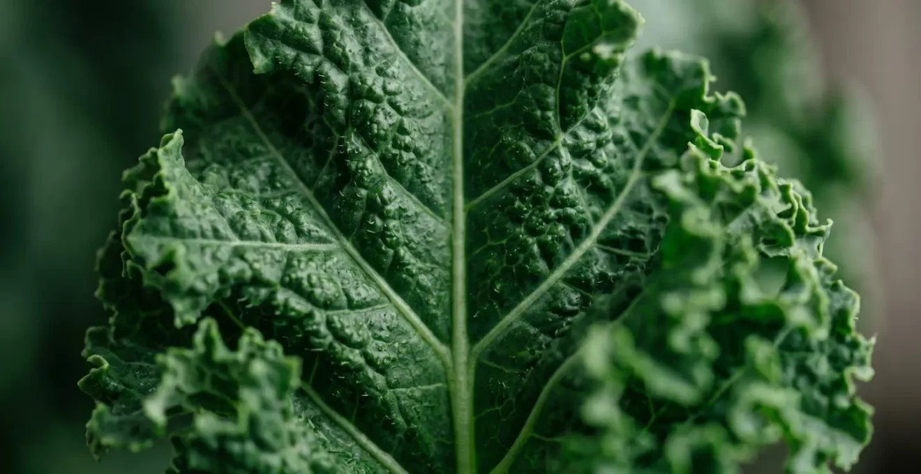 Extreme close-up of fresh kale leaf texture showing intricate vein patterns and deep green pigmentation
